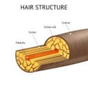 Bond Builder Treatment (Stand Alone)